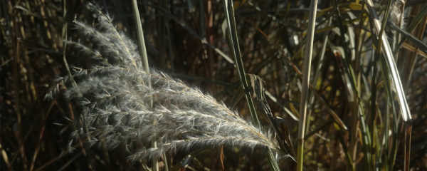 photo of grasses by Brenna Busse