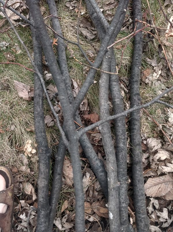 linden sticks ready to become limbs... Brenna Busse