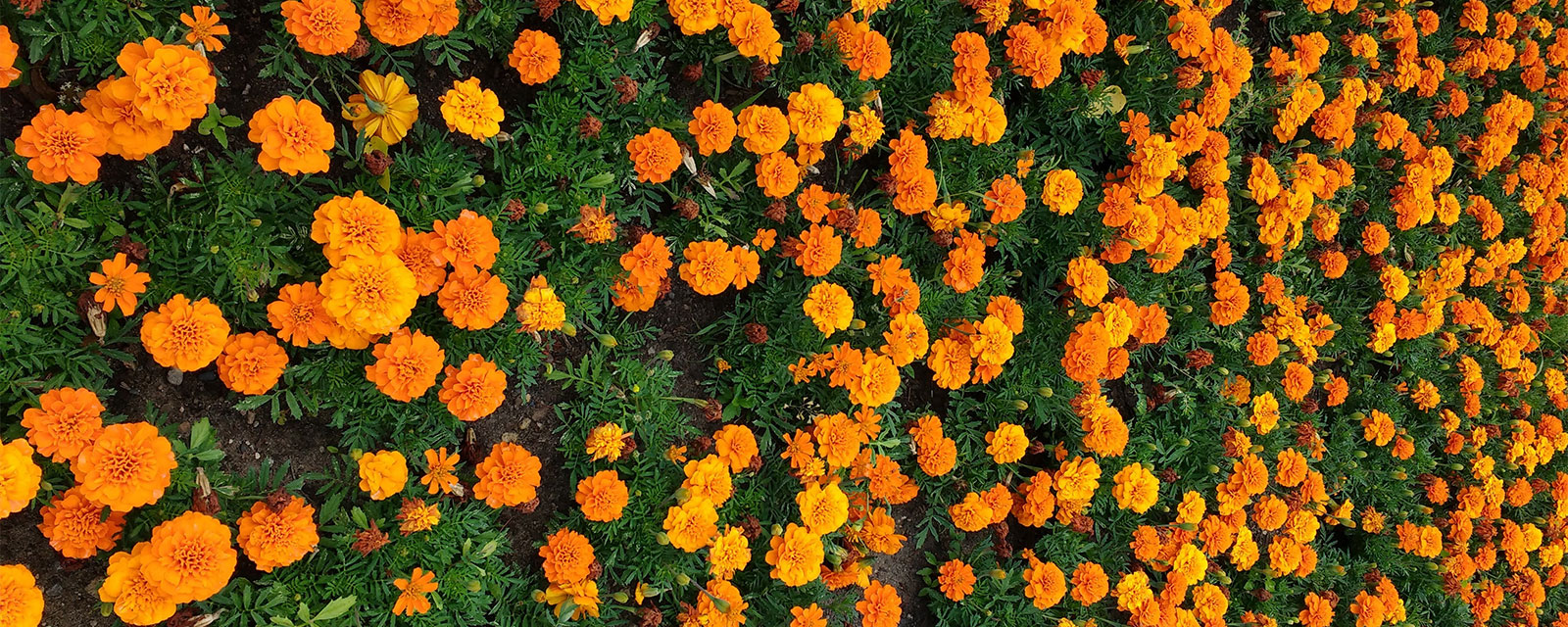 marigolds photo by Brenna Busse